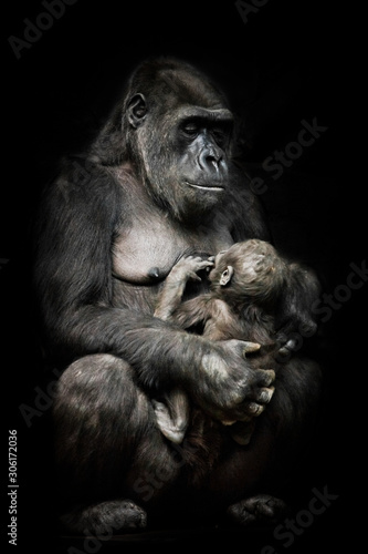 Gorilla monkey mother nurses her little baby infant, cute scene. isolated black background.