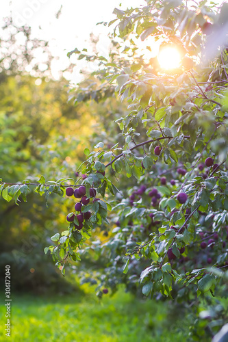 Plum tree branches with ripe sweet juicy fruits in sunset light