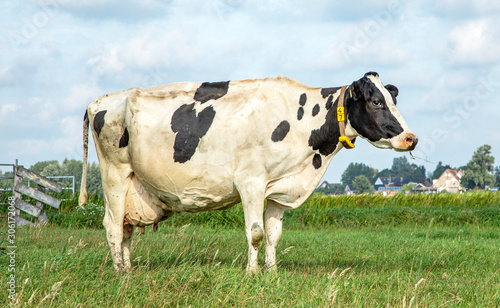 Black pied cow  friesian holstein  eating  chewing blades of grass in the Netherlands  standing in the field  the background a blue sky.
