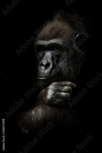 hand props his head. Monkey anthropoid gorilla female. a symbol of brooding rationality and heavy thoughts. isolated black background.