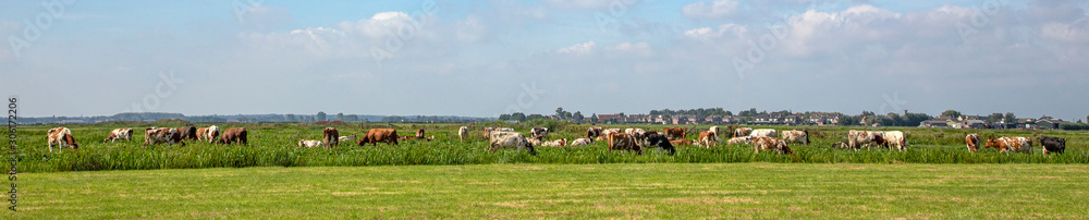 Group of cows graze in a field, peaceful and sunny in Dutch landscape of flat land, blue sky with clouds on the horizon.