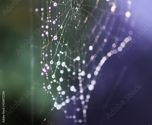 Wet spider web in rain drops. Summer nature details. photo