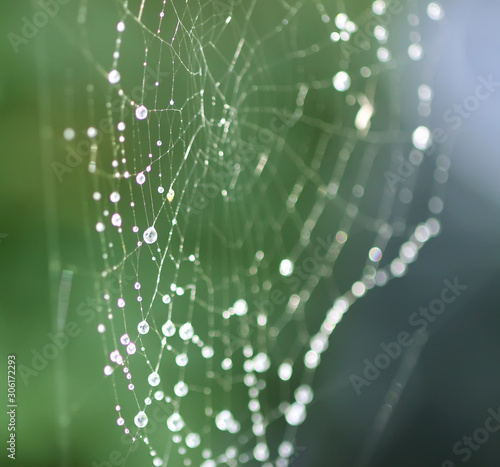 Wet spider web in rain drops. Summer nature details.