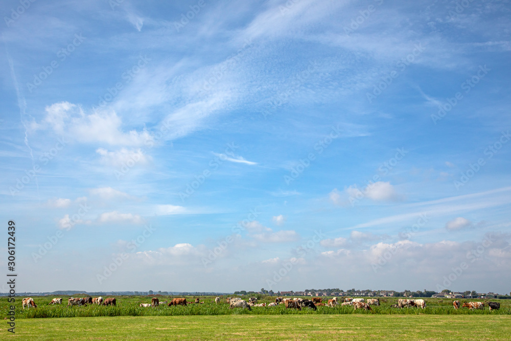 Bunch of cows grazing in the pasture, peaceful and sunny in Dutch landscape with a blue sky with clouds on the horizon. Bunch of cows grazing in the pasture, peaceful and sunny in Dutch landscape with a blue sky with clouds on the horizon.