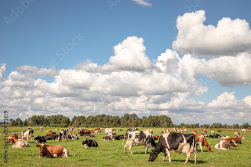 Herd of cows grazing in a meadow, peaceful and sunny in Dutch landscape of flat land with a blue sky with clouds on the horizon.