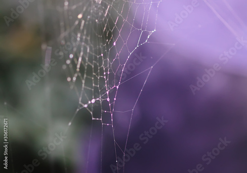 Wet spider web in rain drops. Summer nature details.