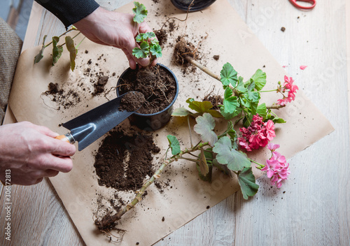 Fototapet geranium in a pot, transplanting potted flowers