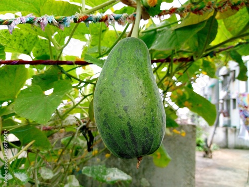 Cucumis melo green Isolated on tree in greenhouse photo