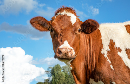 Sweet young adult dairy cow looking straight into the camera © Clara