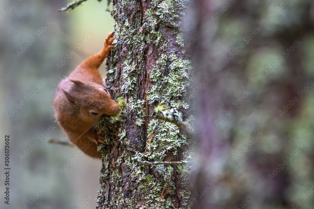Red squirrel, Sciurus vulgaris, on and besides pine tree within forest looking and searching for something. Scotland.