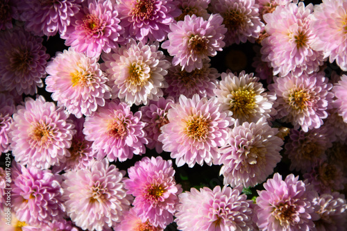 pink flowers background