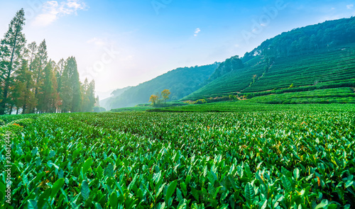 Origin of Longjing tea in West Lake of Hangzhou..