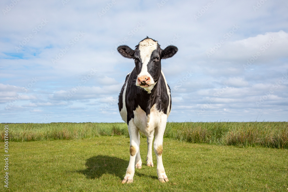 Cow stands alone in a meadow, handsome and full-length with copy space. Cow stands alone in a meadow, handsome and full-length with copy space.