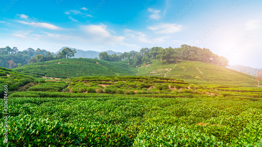 Origin of Longjing tea in West Lake of Hangzhou..