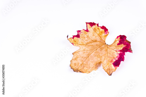 Three cubes in a row saying "ETF" which stands for exchange traded fundsA colorful orange red autumn leaf on white background with copy space