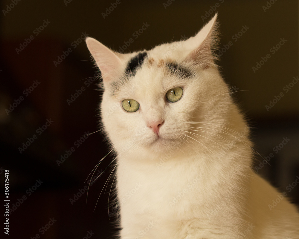 ritratto di gatto bianco su sfondo scuro