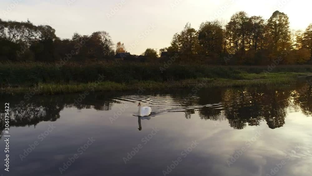 Aerial view of a swan swimming on the lake Aerial view of a swan swimming on the lake