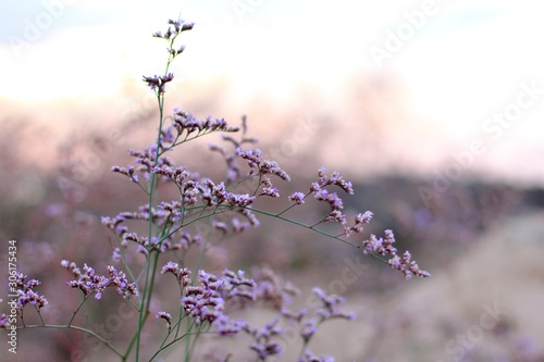 Blurred flower background of purple flowers (Limonium gmelinii) photo