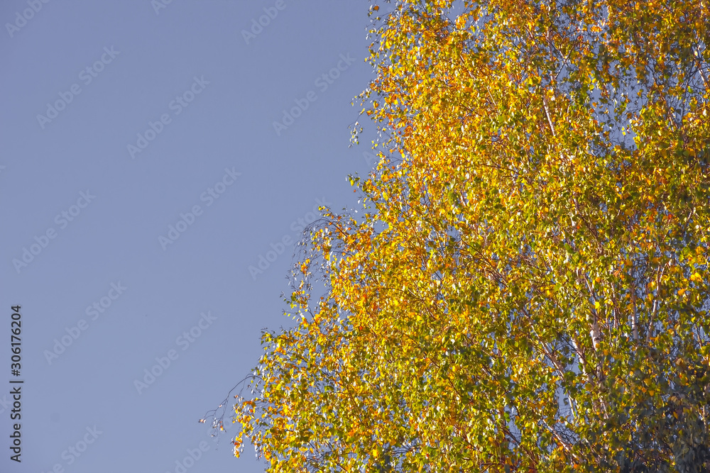 Autumn colorful bright leaves against a blue sky in an autumn park. Autumn. Background. Fall. Beautiful nature scene Autumn colorful bright leaves against a blue sky in an autumn park. Autumn. Background. Fall. Beautiful nature scene
