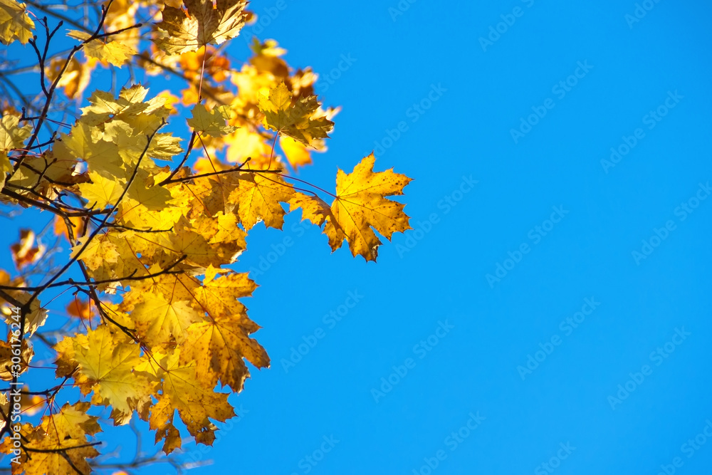 Autumn colorful bright leaves against a blue sky in an autumn park. Autumn. Background. Fall. Beautiful nature scene Autumn colorful bright leaves against a blue sky in an autumn park. Autumn. Background. Fall. Beautiful nature scene