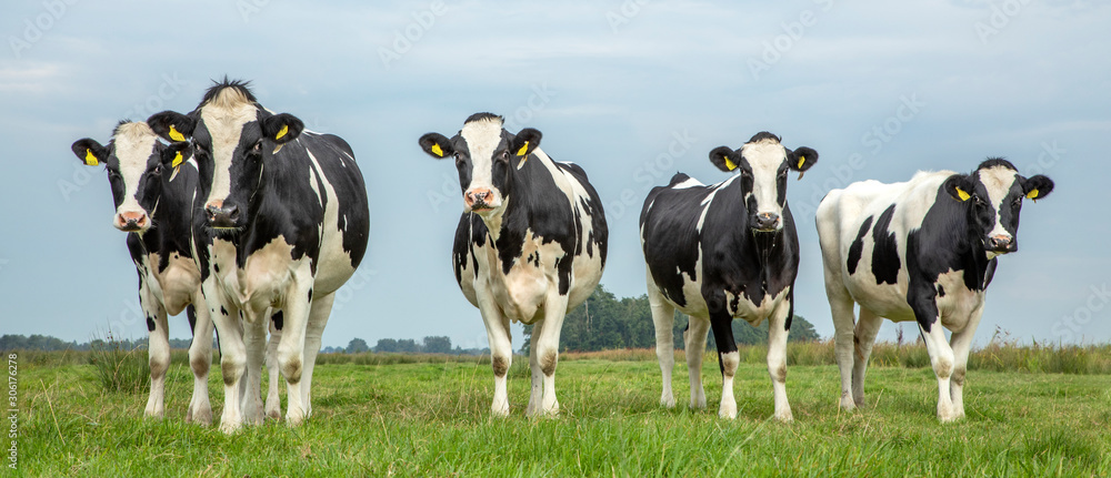 Group of young cows standing in the field, the herd side by side cosy together, blue sky.