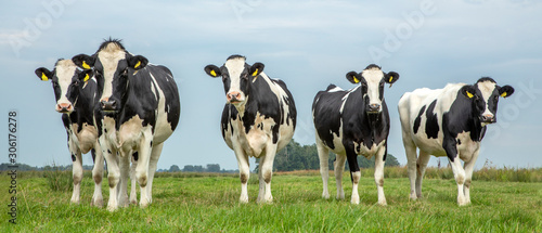 Group of young cows standing in the field, the herd side by side cosy together, blue sky.