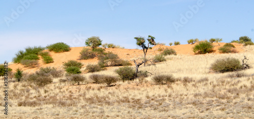 Parc national Kalahari Gemsbok, parc transfrontalier de Kgalagadi, Afrique du Sud © JAG IMAGES