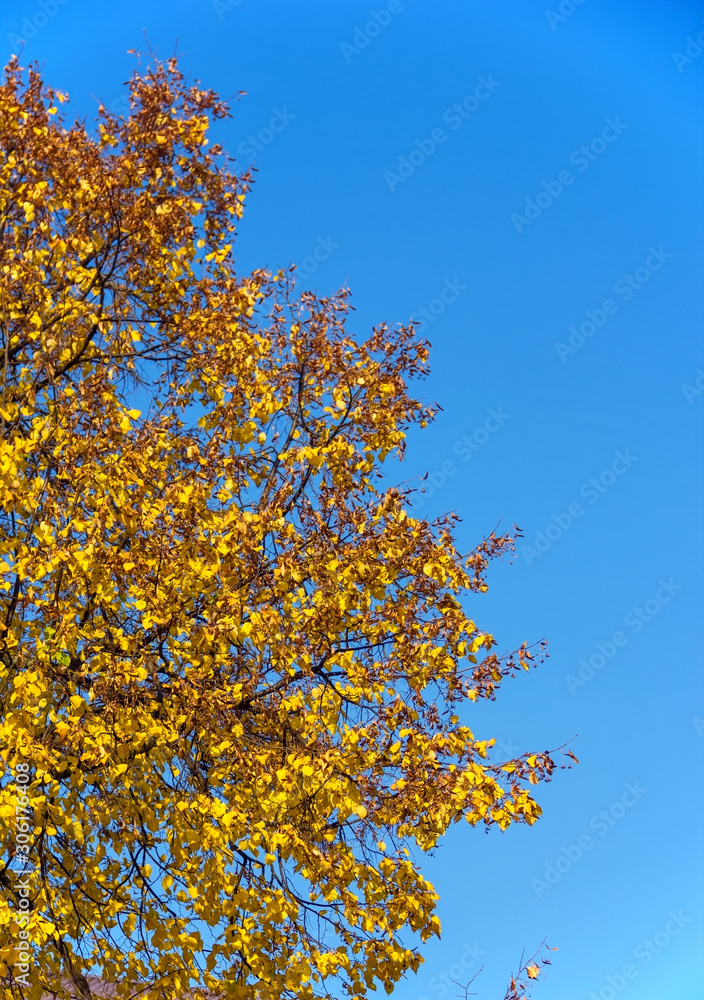 Autumn colorful bright leaves against a blue sky in an autumn park. Autumn. Background. Fall. Beautiful nature scene Autumn colorful bright leaves against a blue sky in an autumn park. Autumn. Background. Fall. Beautiful nature scene