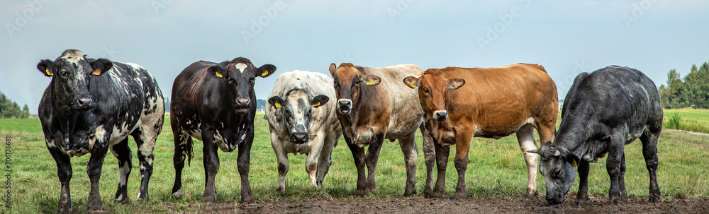 Six beef cows in a row in the field in the Netherlands.