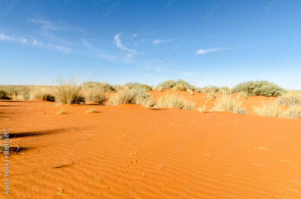 Parc national Kalahari Gemsbok, parc transfrontalier de Kgalagadi, Afrique du Sud Parc national Kalahari Gemsbok, parc transfrontalier de Kgalagadi, Afrique du Sud