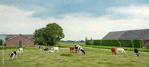 Idyllic old-fashioned landscape with grazing cows and farm barns.
