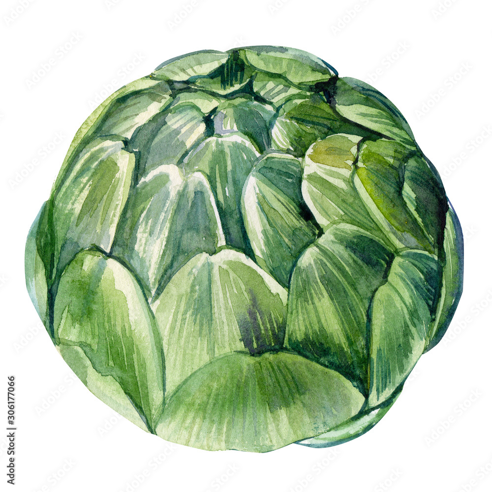 Obraz premium vegetables artichoke on isolated white background, watercolor illustration