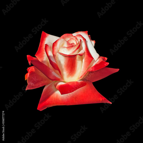 Beautiful colorful rose isolated on a black background