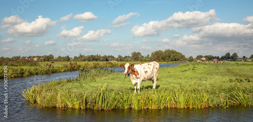 Cow at the bank of a creek  typical landscape of Holland  flat land and water and on the horizon a blue sky