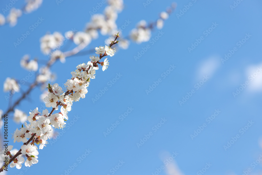 Branch of blossoming cherry with white flowers Branch of blossoming cherry with white flowers
