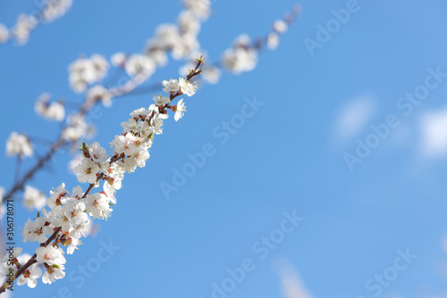 Branch of blossoming cherry...