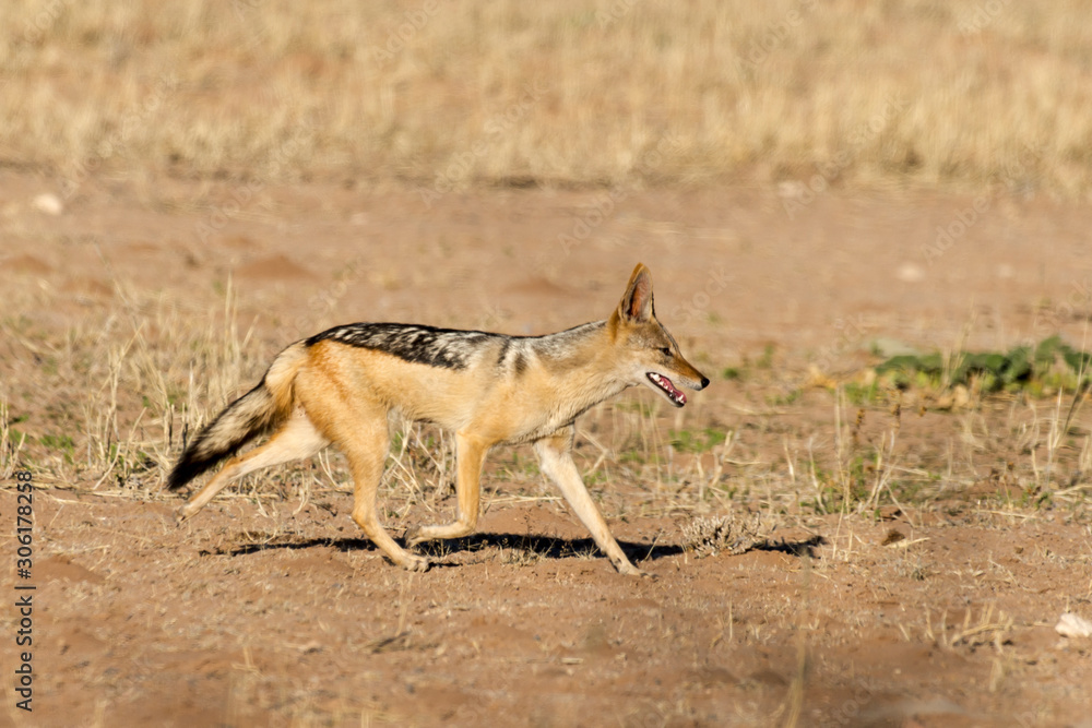 Chacal à chabraque, Canis mesomelas, Afrique Chacal à chabraque, Canis mesomelas, Afrique