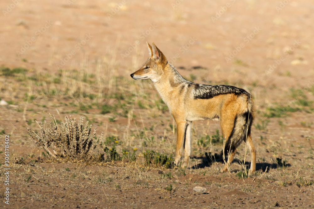 Chacal à chabraque, Canis mesomelas, Afrique Chacal à chabraque, Canis mesomelas, Afrique