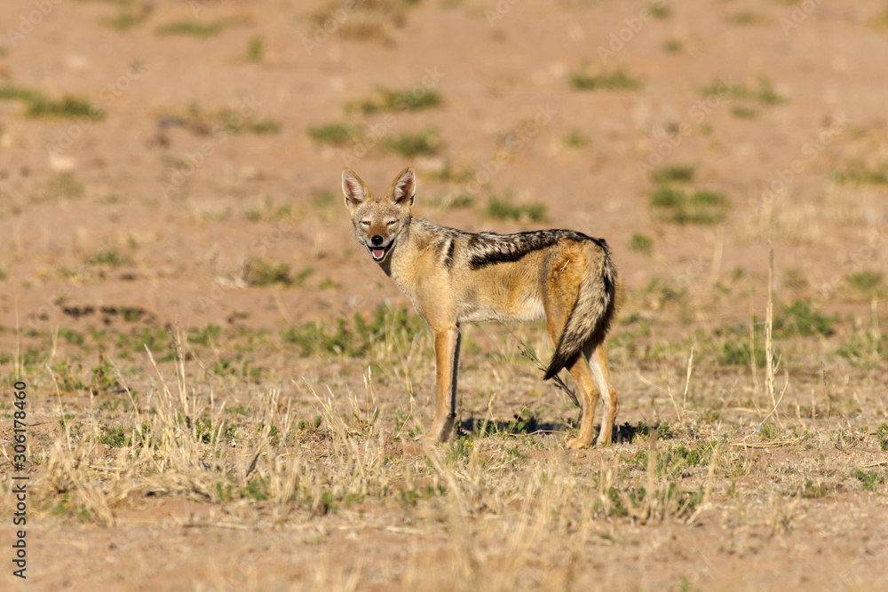 Chacal à chabraque, Canis mesomelas, Afrique Chacal à chabraque, Canis mesomelas, Afrique