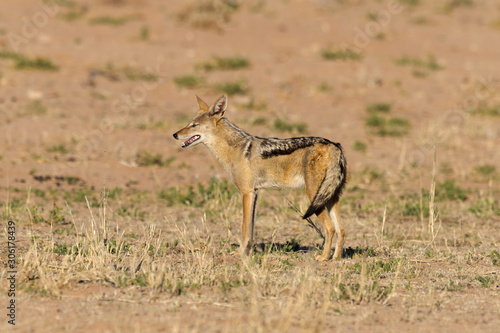 Chacal à chabraque, Canis mesomelas, Afrique