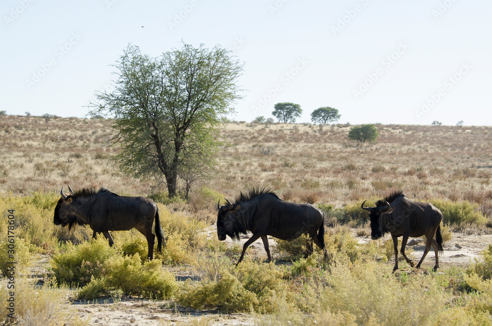 Gnou à queue noire, Connochaetes taurinus, Afrique du Sud