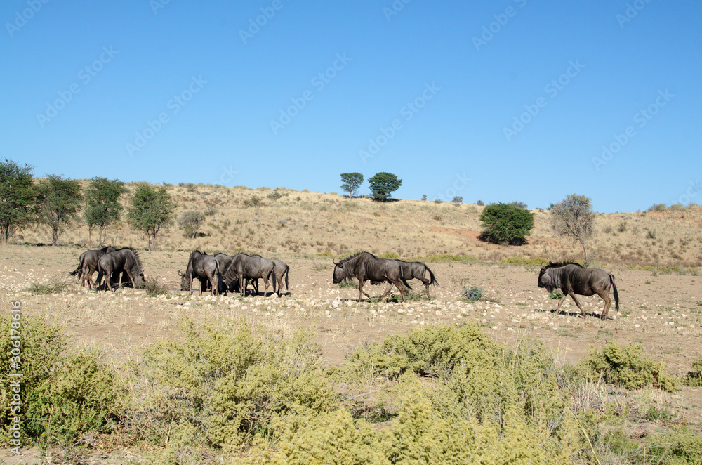 Gnou à queue noire, Connochaetes taurinus, Afrique du Sud