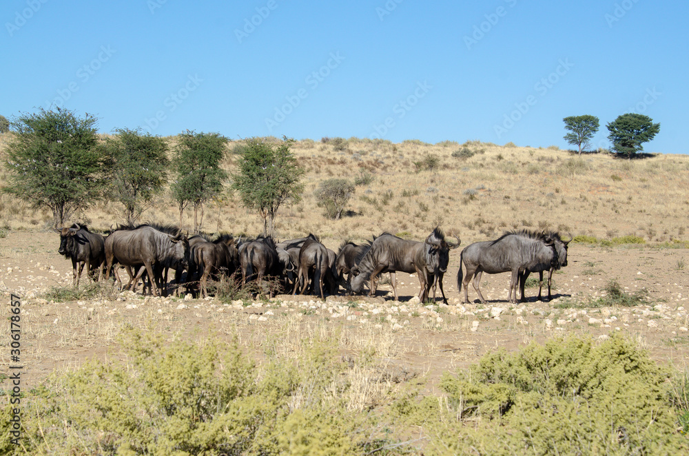 Gnou à queue noire, Connochaetes taurinus, Afrique du Sud Gnou à queue noire, Connochaetes taurinus, Afrique du Sud