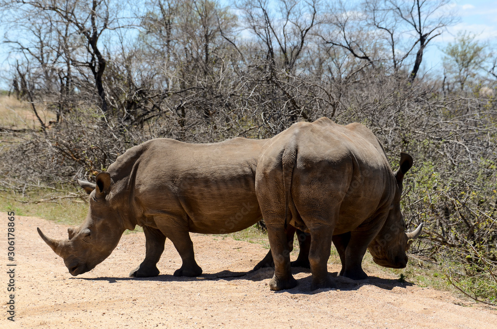 Fototapeta premium Rhinocéros blanc, white rhino, Ceratotherium simum, Parc national Kruger, Afrique du Sud
