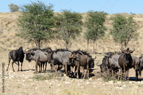 Gnou à queue noire, Connochaetes taurinus, Afrique du Sud © JAG IMAGES