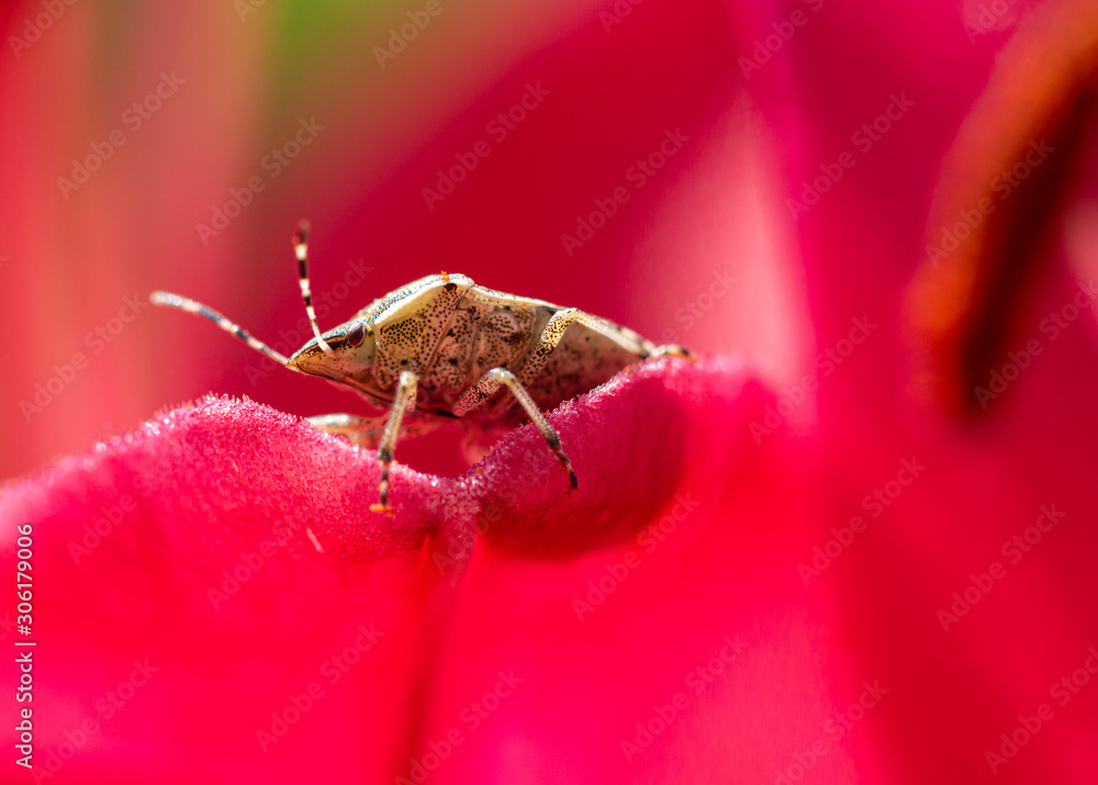 Naklejka premium Macro of a brown marmorated stink bug (halyomorpha halys) on amaryllis petals; as natural predators are missing in europe it causes huge damage to agriculture