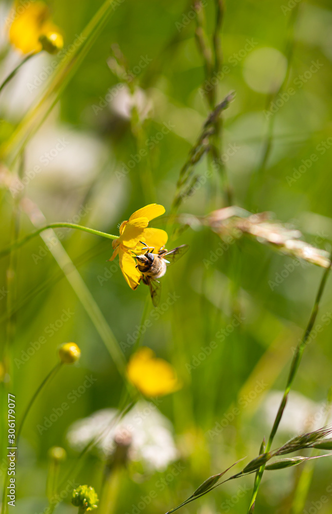 Honey bee on a meadow buttercup (ranunculus acris) blossom with blurred bokeh background; pesticide free environmental protection biodiversity save the bees concept; Honey bee on a meadow buttercup (ranunculus acris) blossom with blurred bokeh background; pesticide free environmental protection biodiversity save the bees concept;