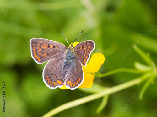 Macro of a female sooty copper (lycaena tityrus) butterfly on a ranunculus acris blossom with blurred bokeh background  pesticide free environmental protection biodiversity concept  © lotusblüte17