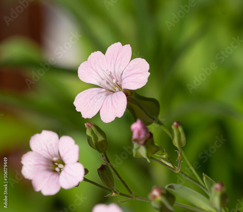 Macro of pink flax (linum usatissimum) blossoms with blurred bokeh background; pesticide free environmental protection biodiversity concept;