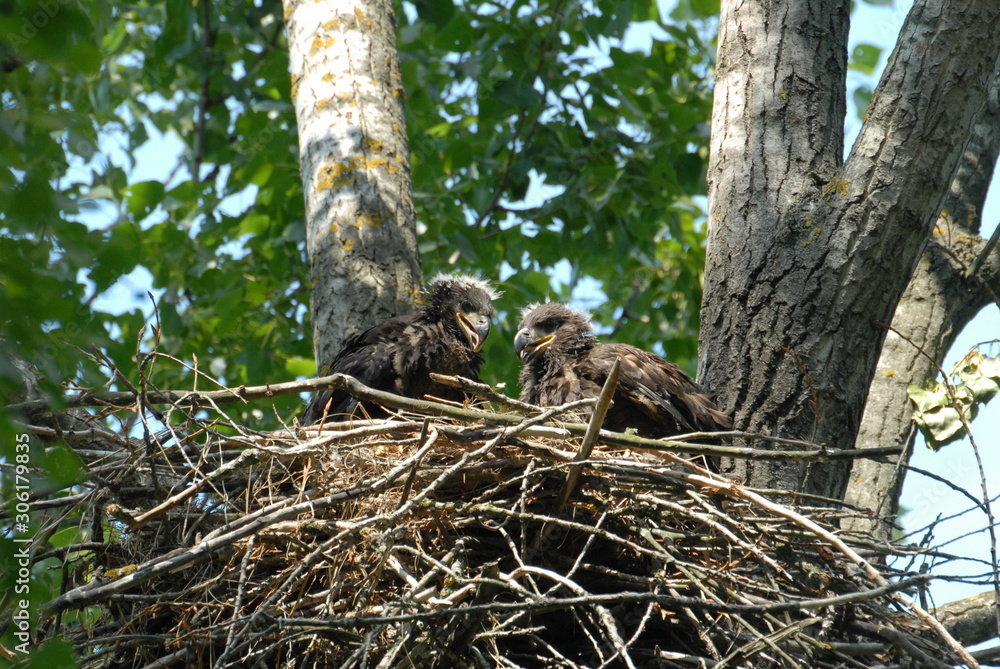 Young white-tailed eagle chicks in the nest Young white-tailed eagle chicks in the nest